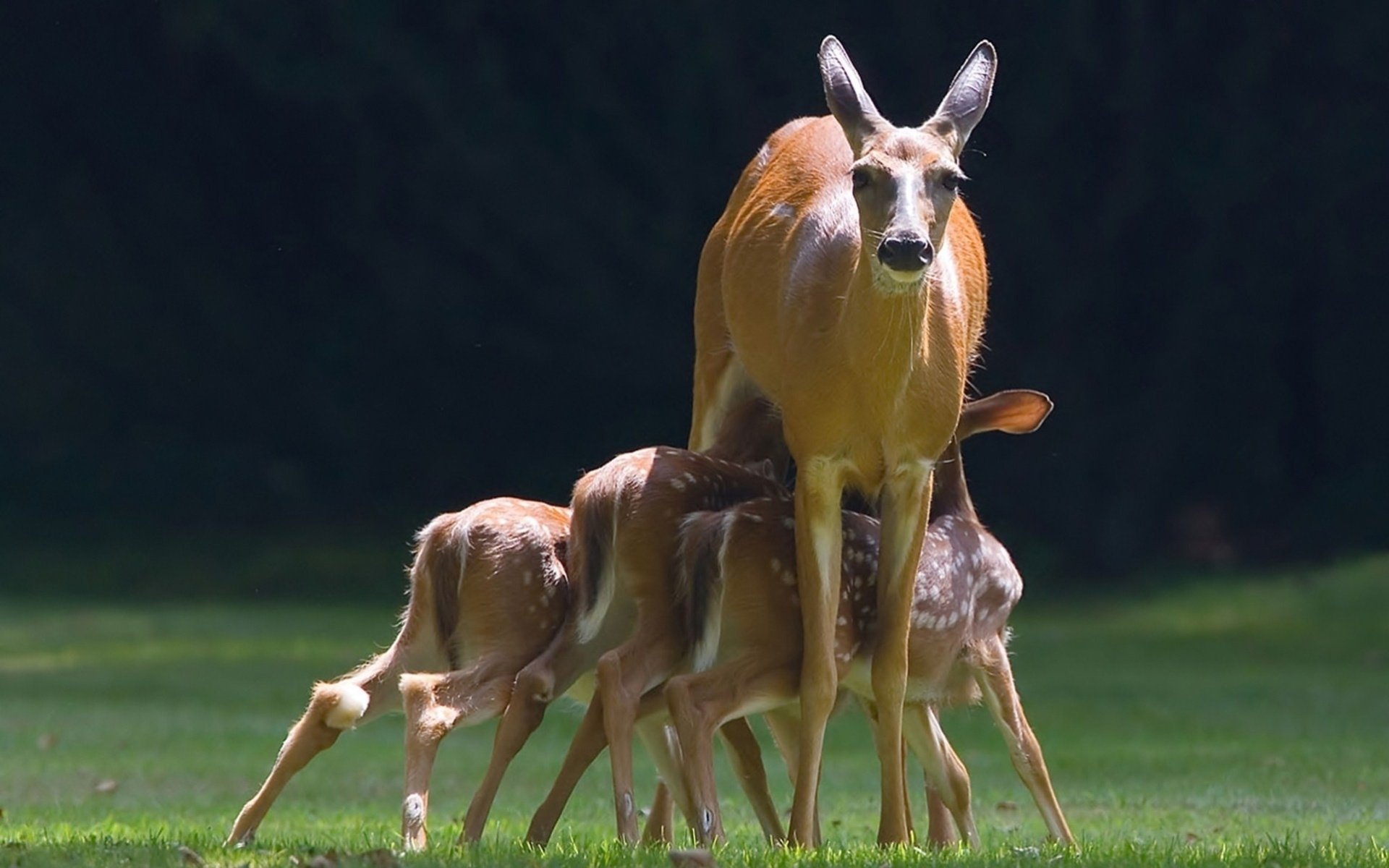 fawns doe fawns doe deer deer animals background animal