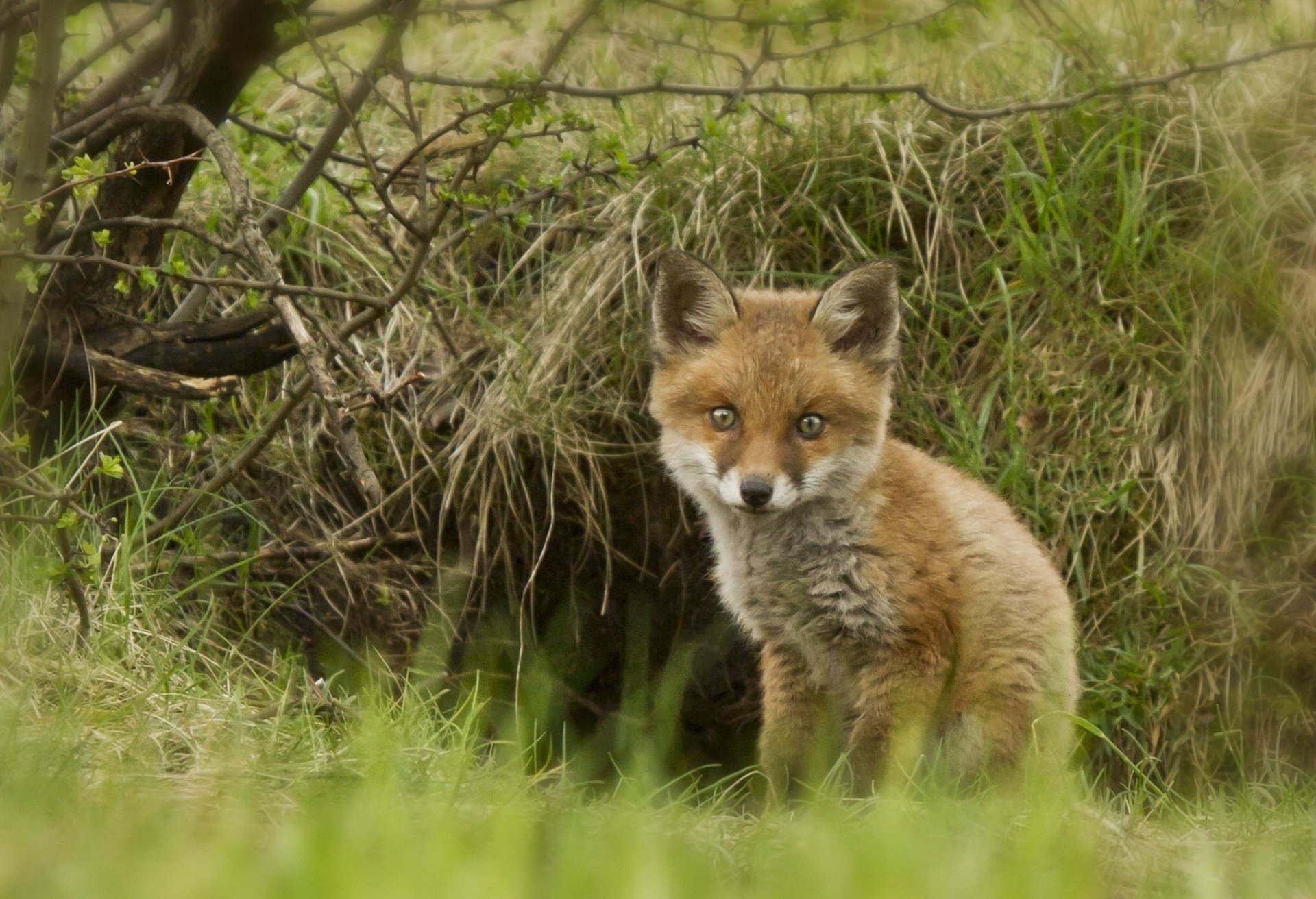 fox cub fox cub