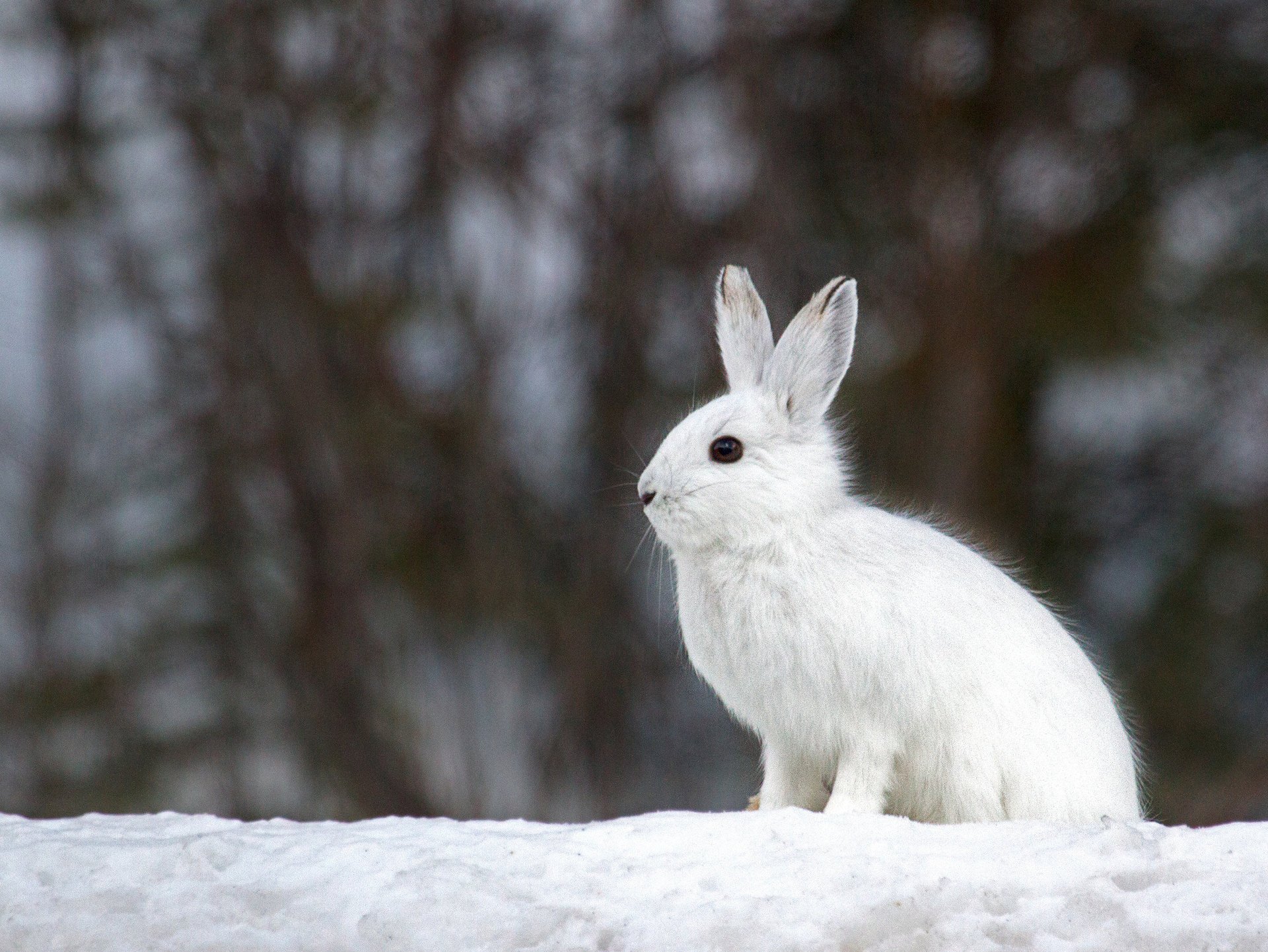 neige blanc lièvre hiver flou arrière-plan