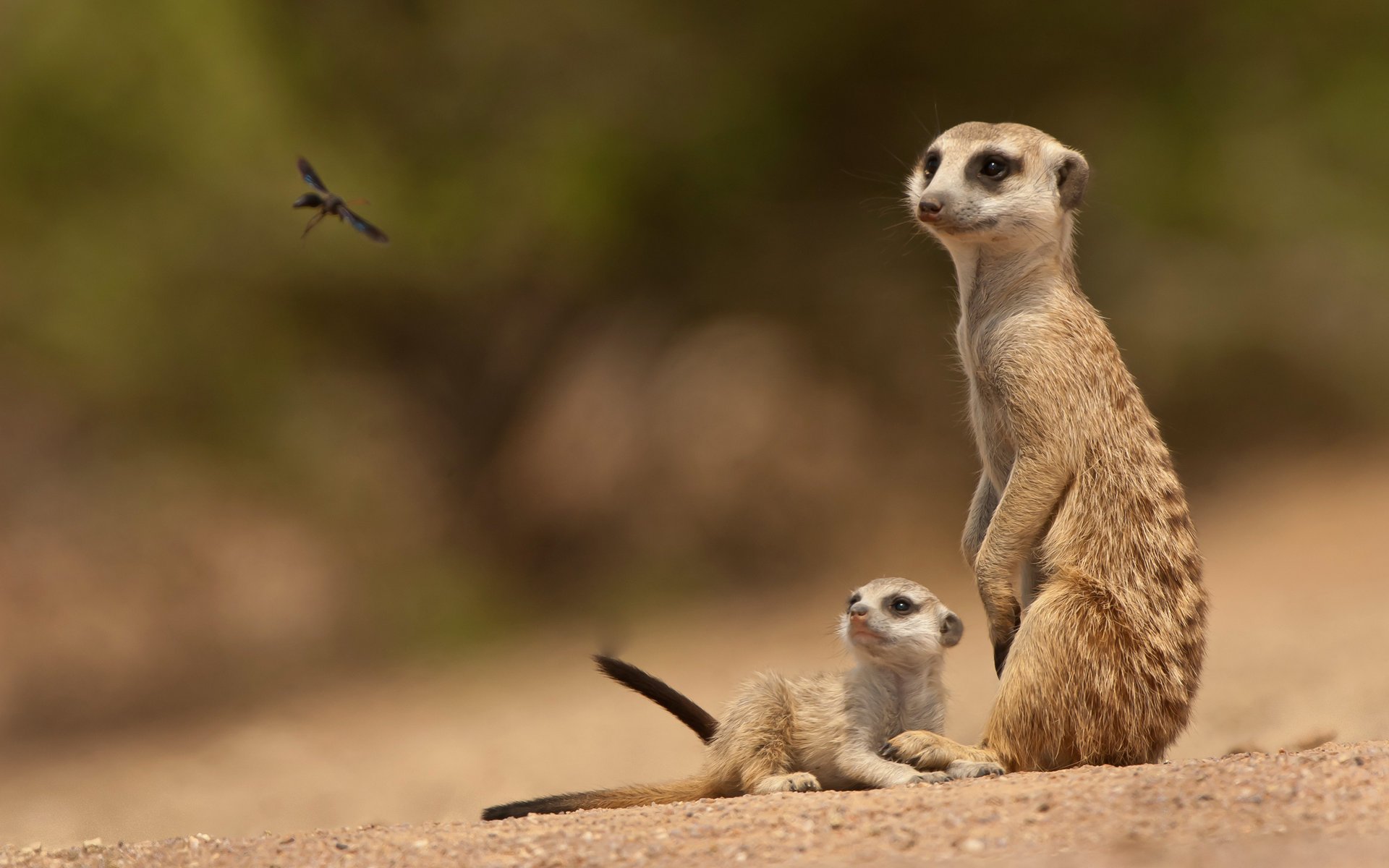 suricatas bebé insecto familia