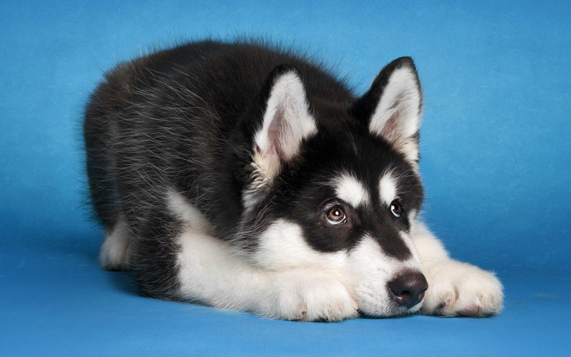 malamute dog each