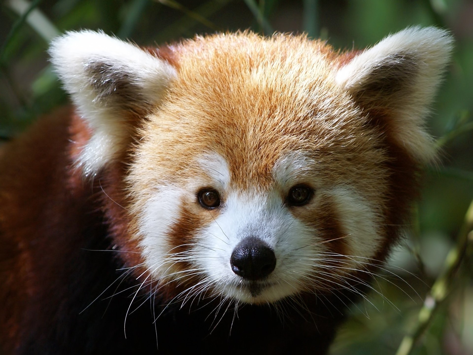 ailurus fulgens firefox pequeño panda hocico