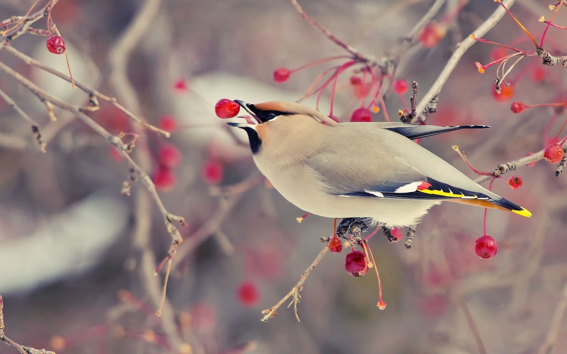 wistel bird ranet