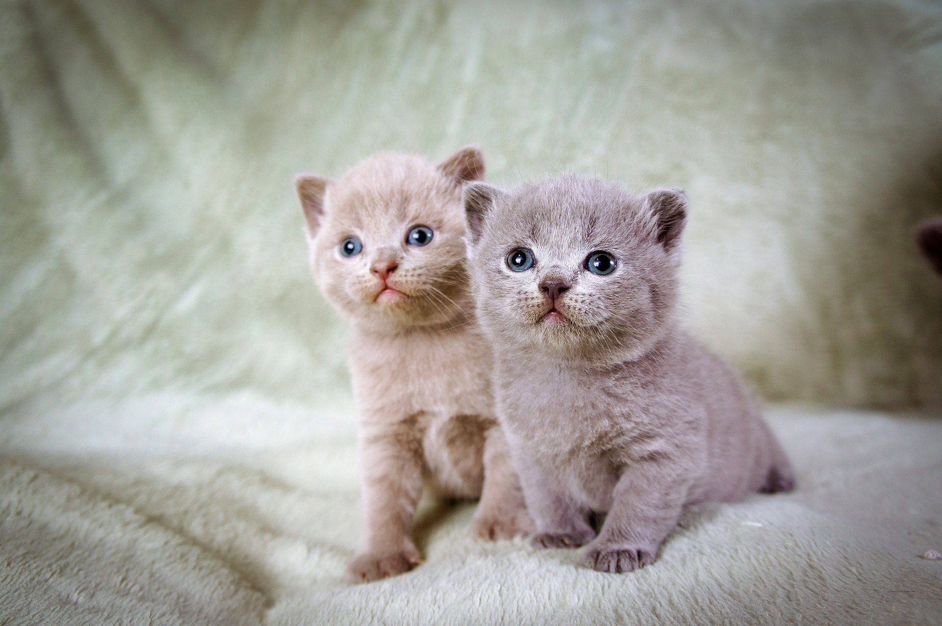 gatitos ojos azules dos gris