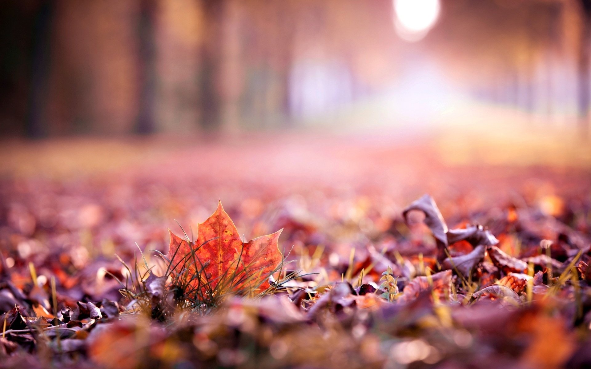 makro leave liść listek jesień liście autumn