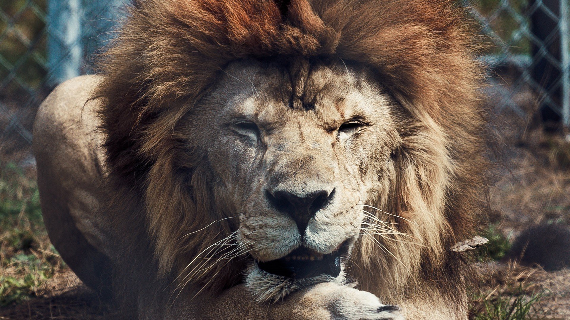 lions roi des bêtes lion chats sauvages animaux prédateurs