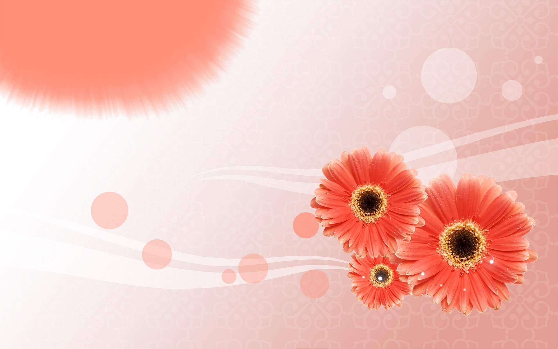 postcard line wallpaper flowers gerbera circle