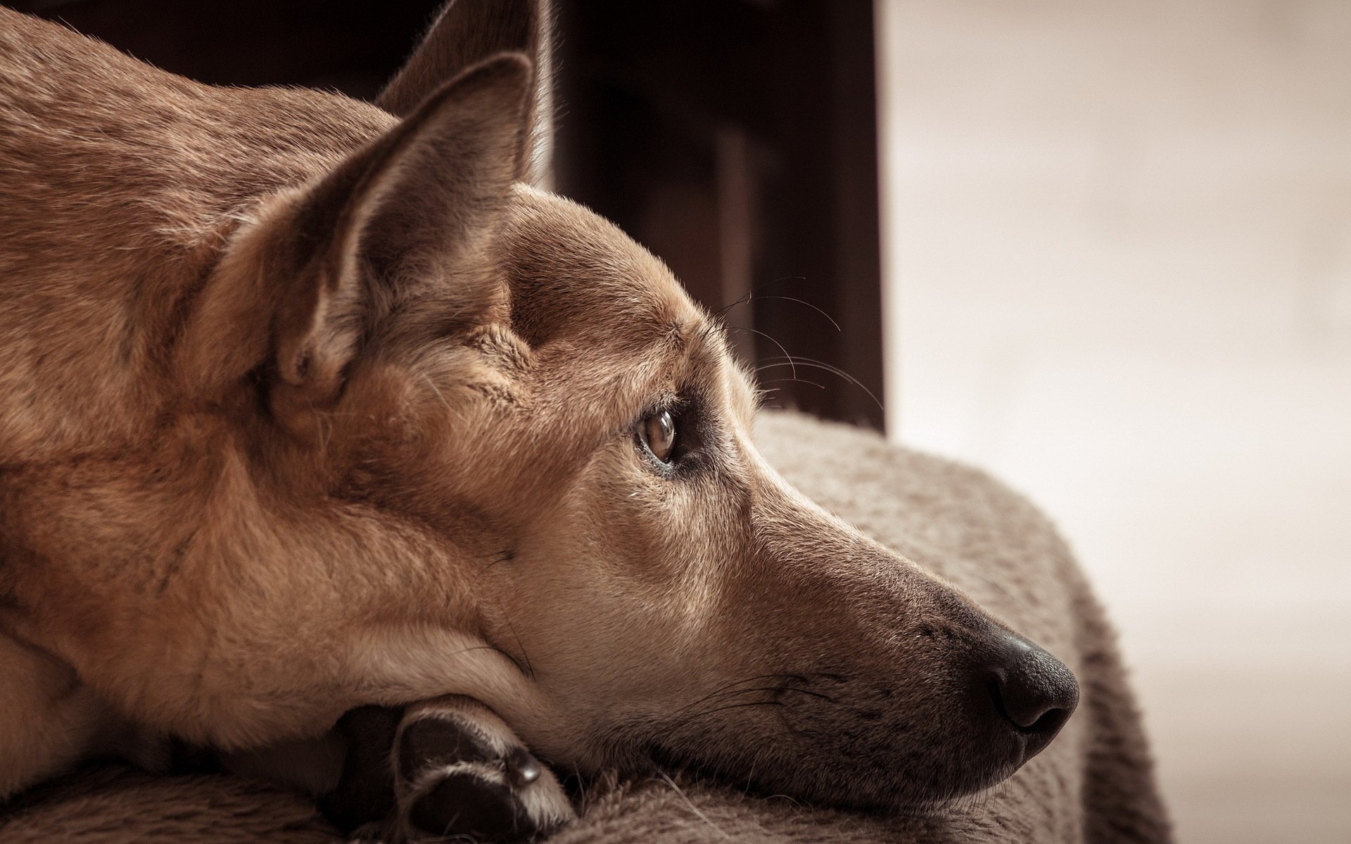 hund freund blick