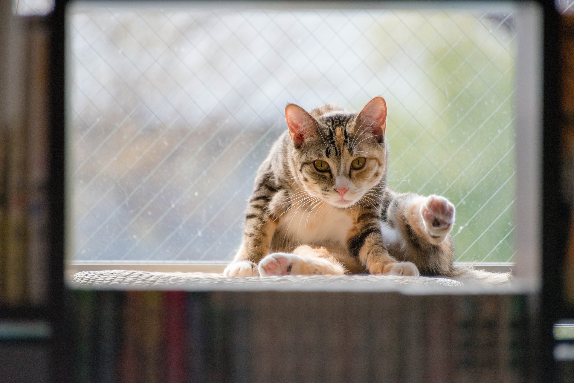 gato sentado sentado fondo ventana gato gato animal animal ventana