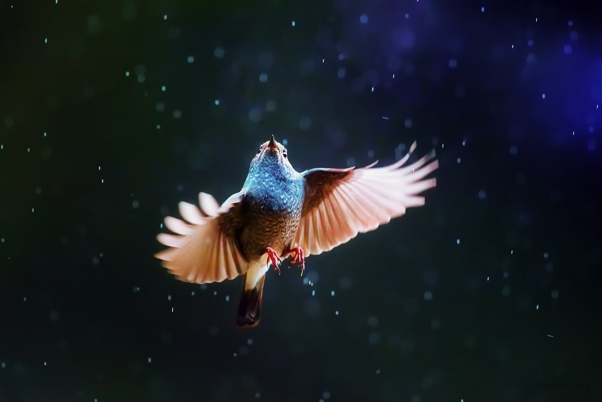 bird rain wing