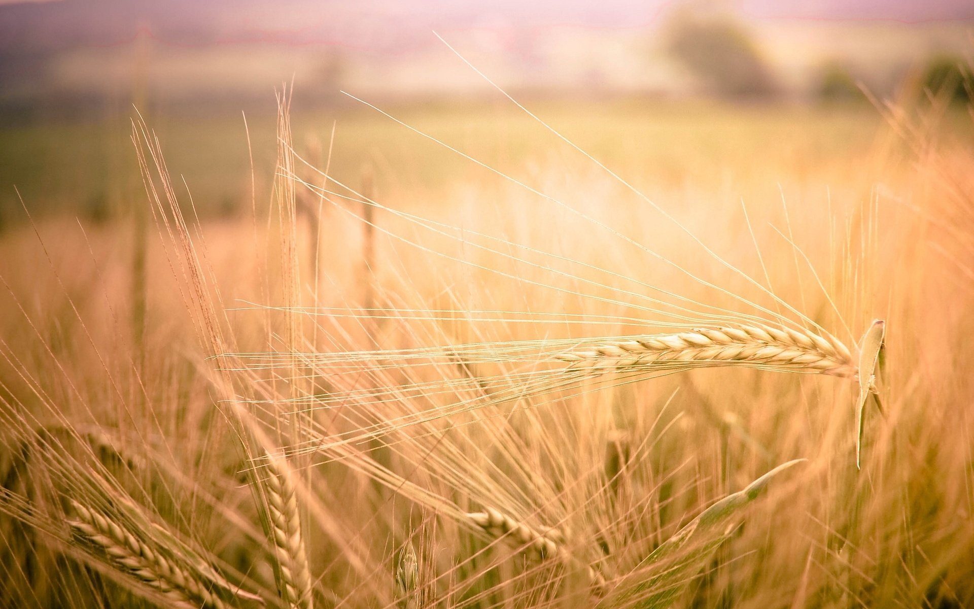 macro ears field rye wheat spike spikelet