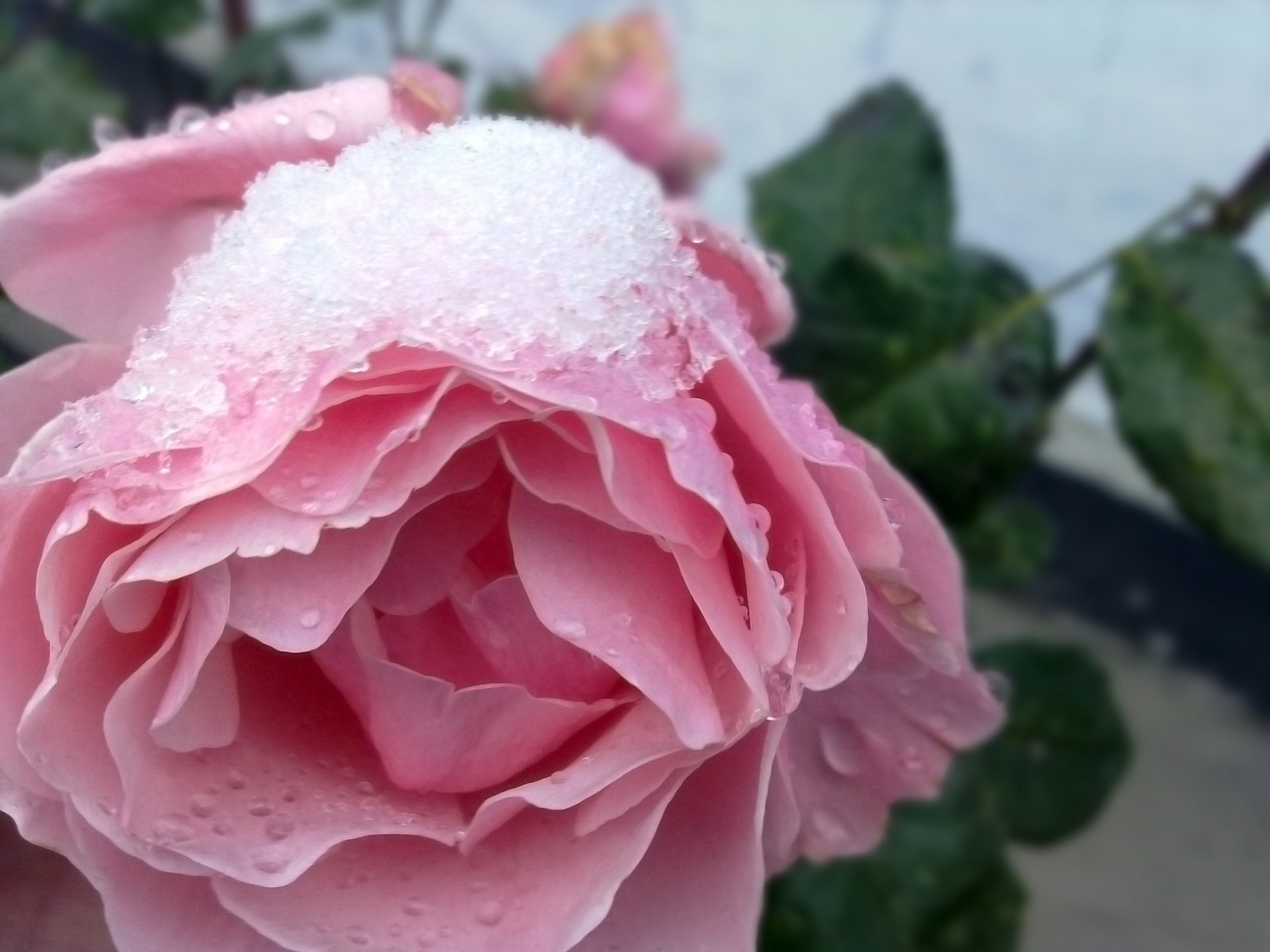 invierno flores nieve naturaleza rosas