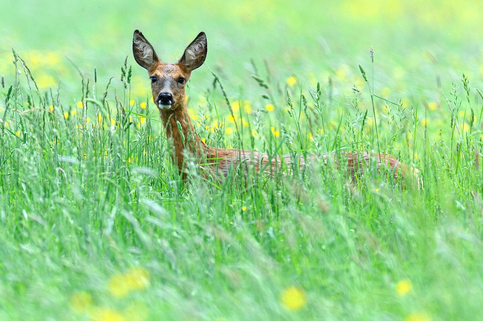 fleurs champ herbe biche