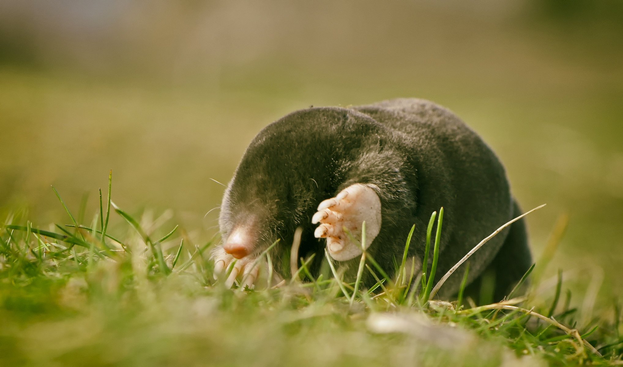 mole blind foot