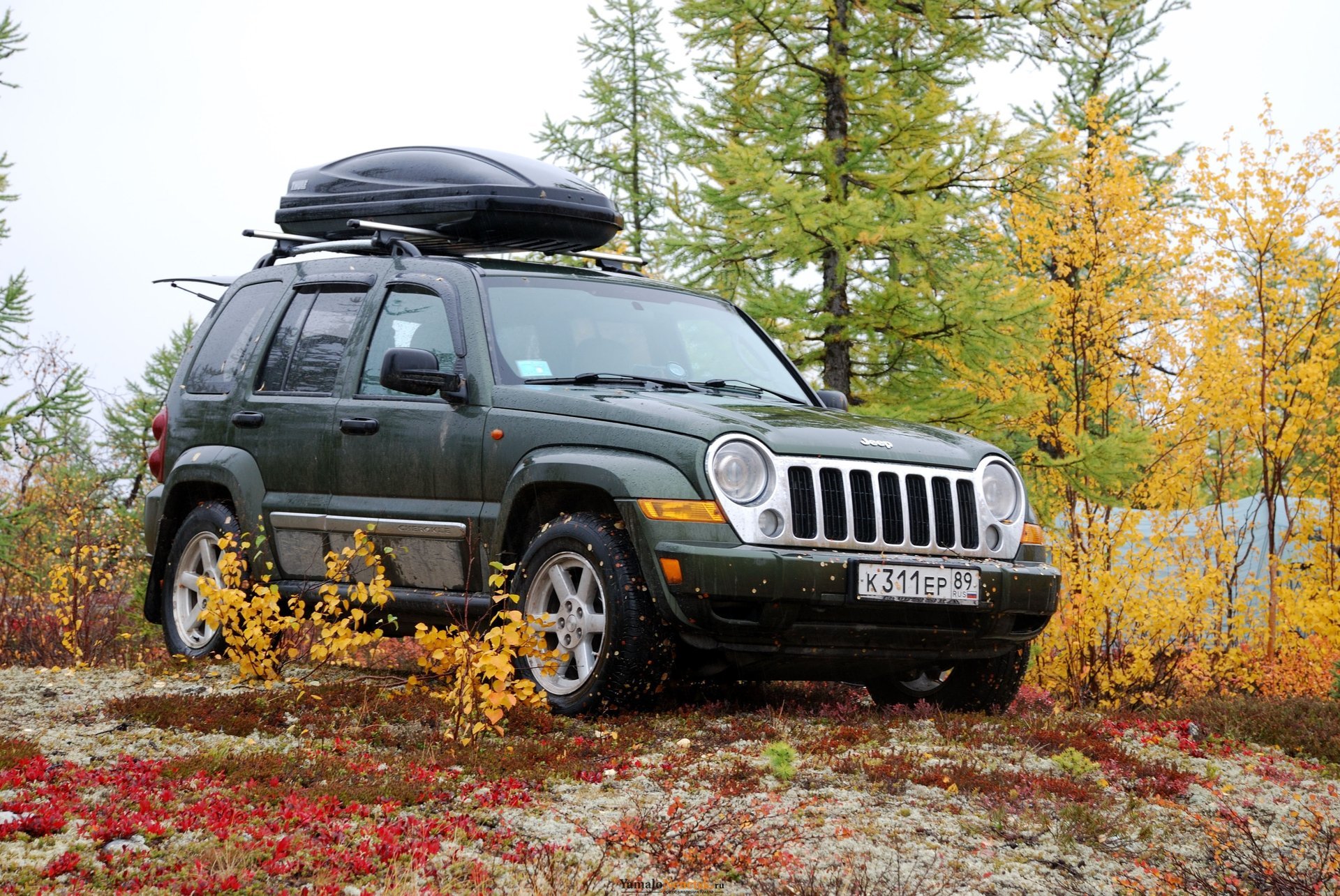 jeep suv bosque