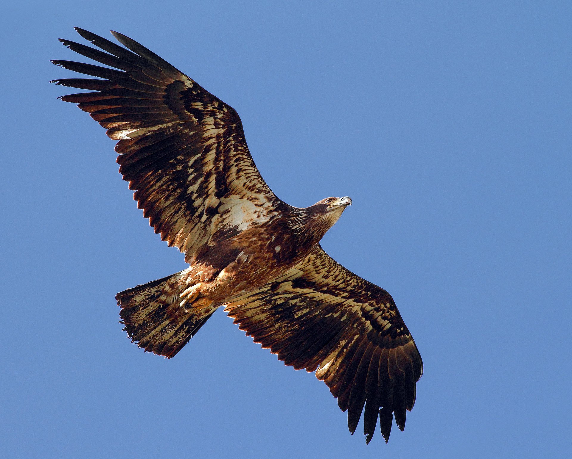 aquila libertà predatore ali uccello sbattere volo