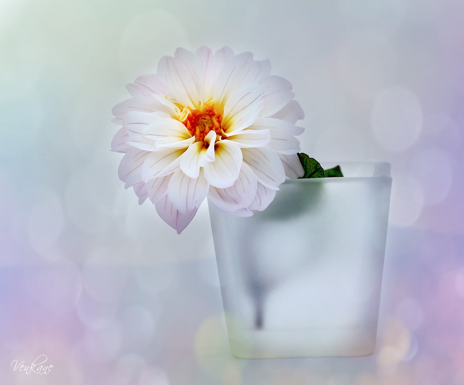 wazon tło pasemka dalia kwiat biały