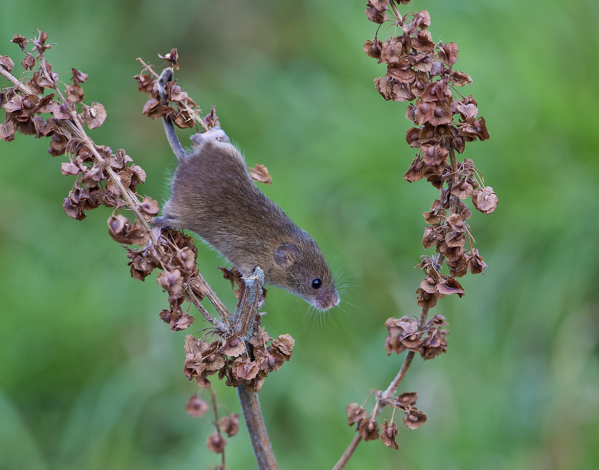 zweig maus wühlmaus rotschopf blätter trocken