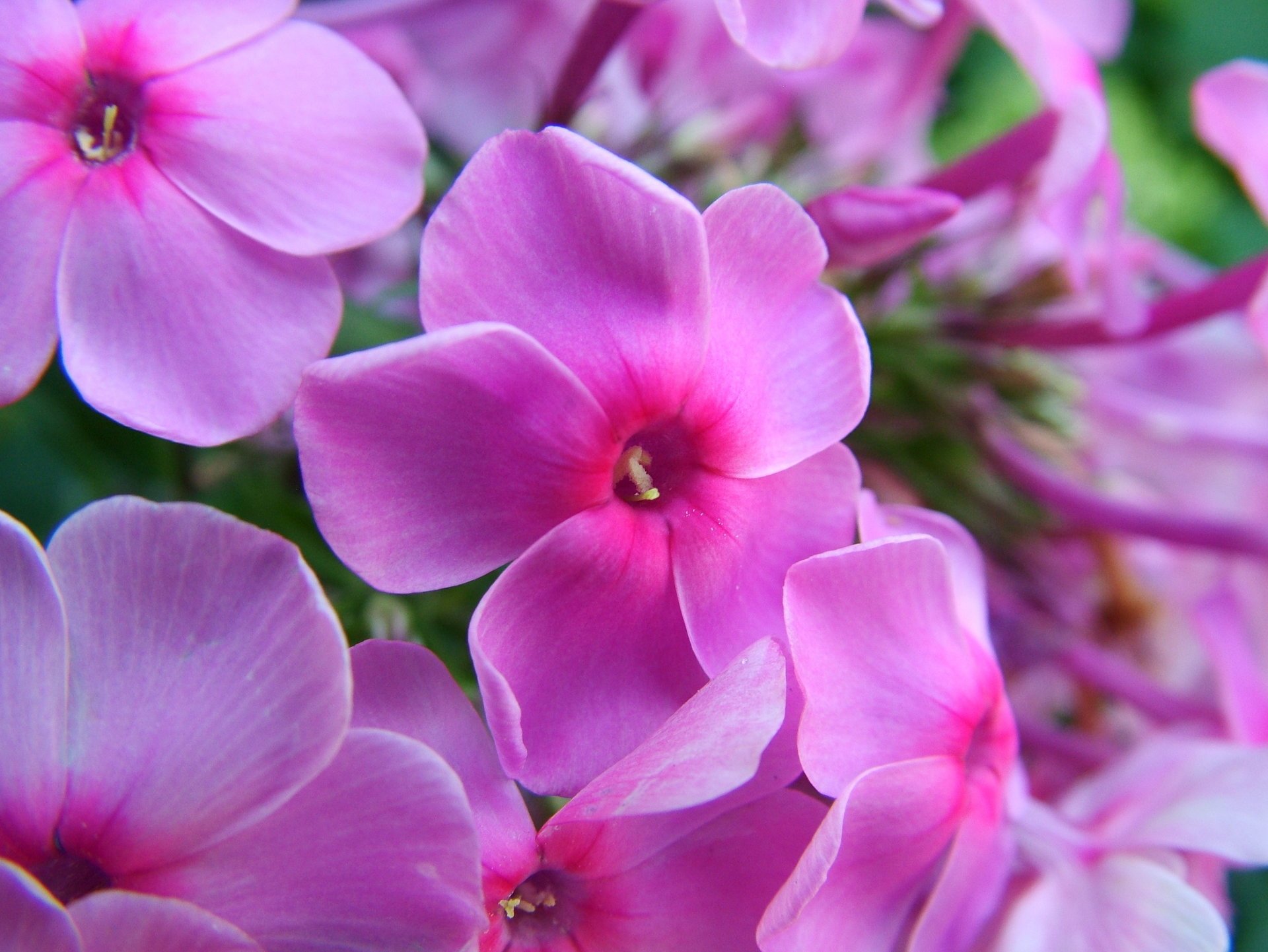 rosa estate luminoso fiori phlox macro