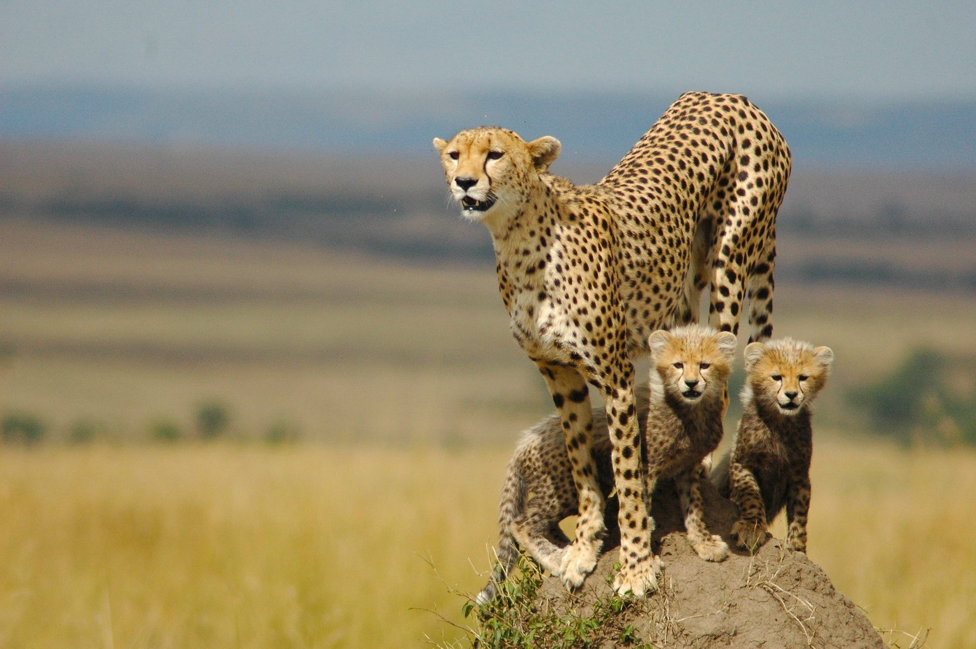 guépard famille chatons mère