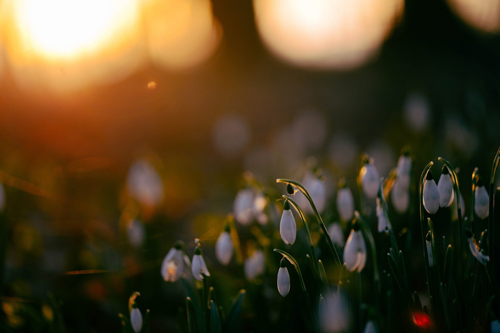 pring snowdrops glare