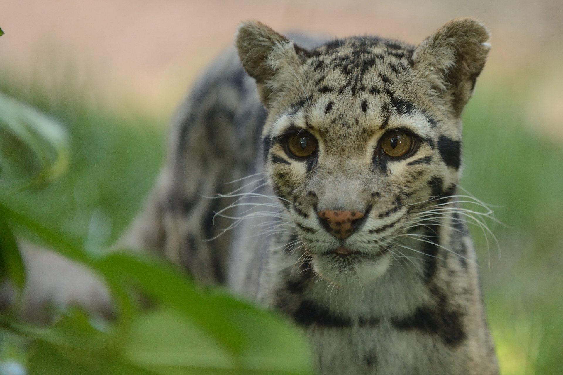 c anne-marie kalus clouded leopard look predator