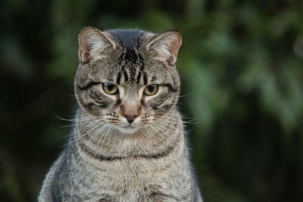 Graue gestreifte Katze schaut müde zu