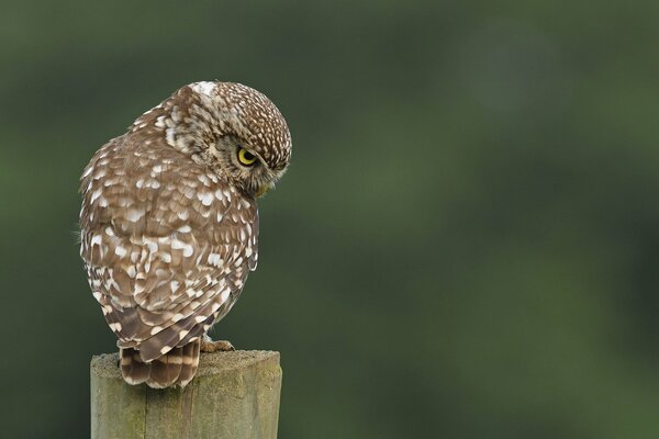 Redoutable beau hibou moucheté