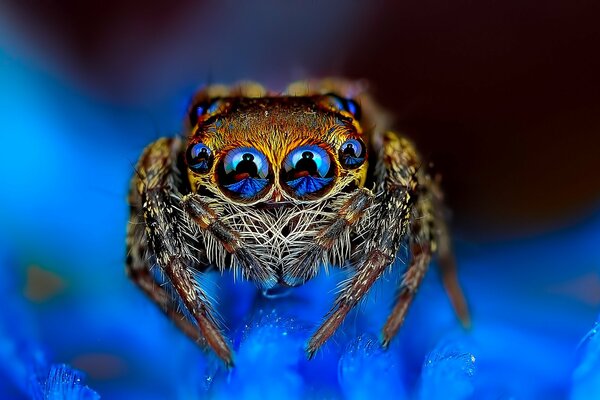 Голубой фон паук прыгун глазастый джампер