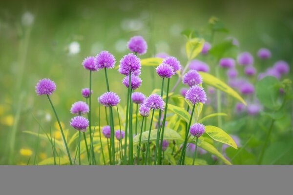 Flores silvestres de color lila y hierba verde en pleno verano