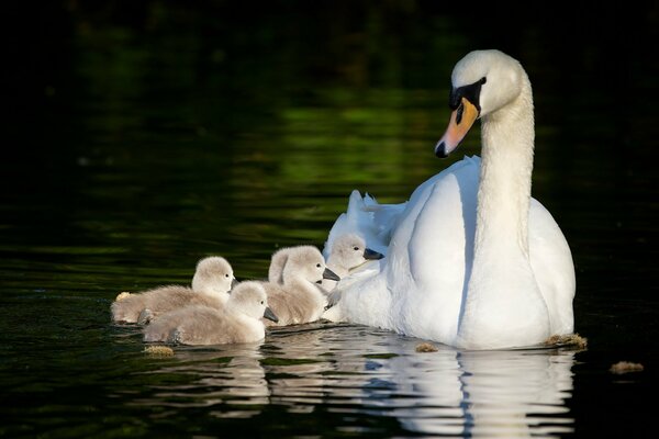 Schwanenmutter schwimmt mit den Kindern im Teich