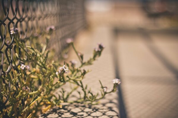 Las flores que eligen de la cerca de la red