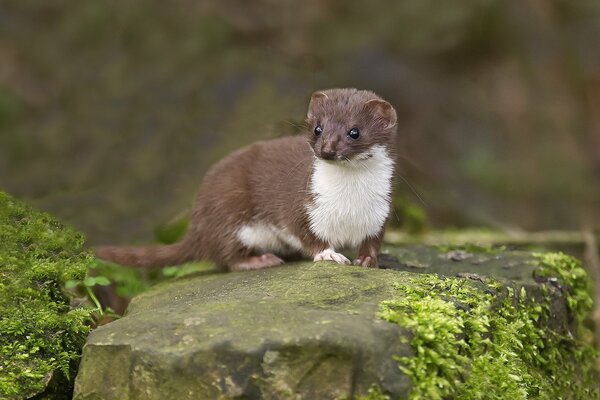 An ermine sits on a rock in the forest