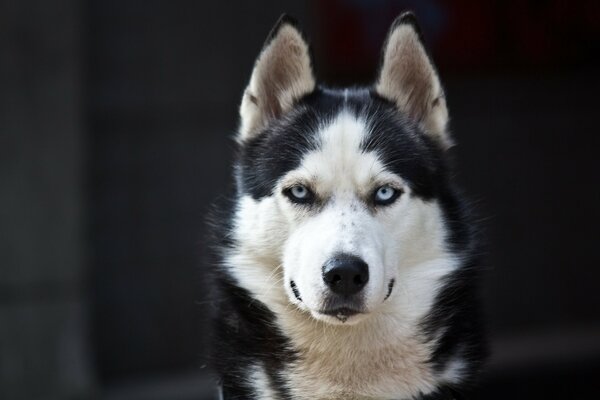 Beau Husky aux yeux bleus