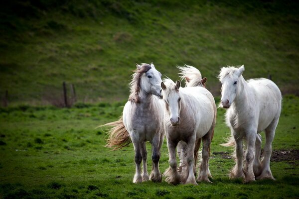 Three light-colored horses in a meadow