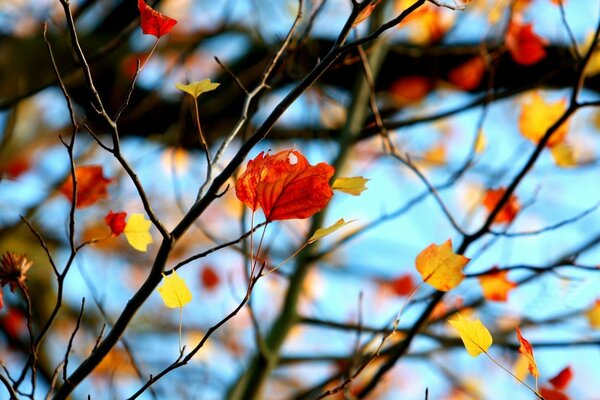 El estado de ánimo otoñal de las hojas en el árbol