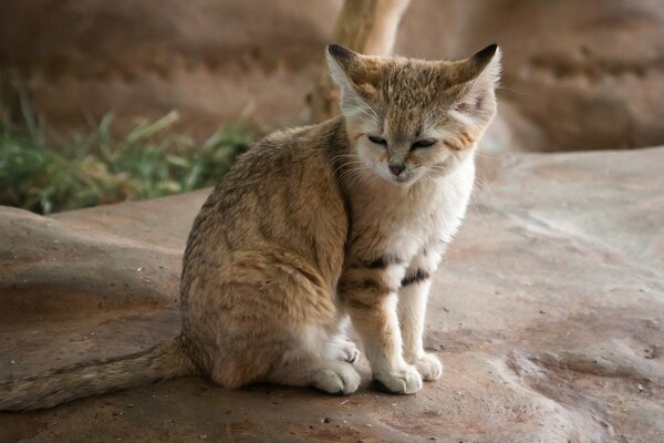 Chat sauvage assis plissant les yeux