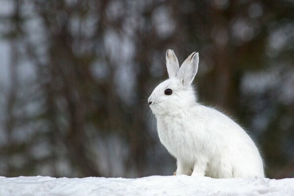 Beautiful white hare in winter on a blurry background