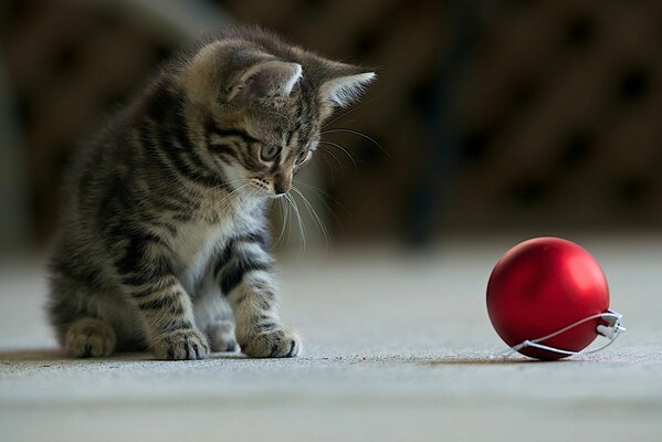 Gatito rayado juega con una bola roja de año nuevo