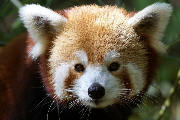 Cute little panda with ears