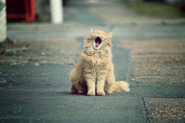 Rothaarige Katze gähnt beim Sitzen auf dem Asphalt