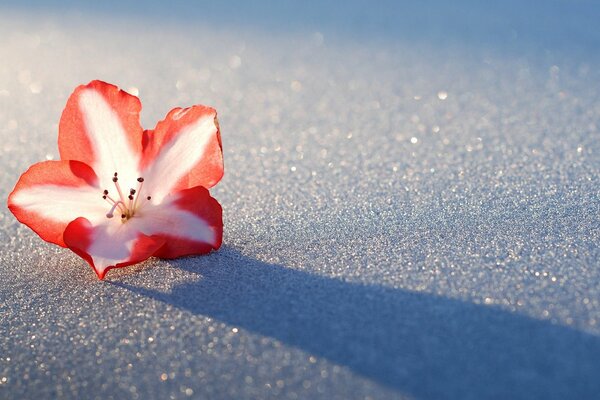 Sombra de Azalea rosa en la nieve plateada