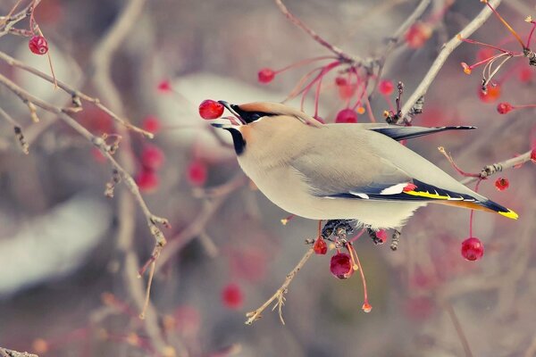 A bird on a branch pecks berries