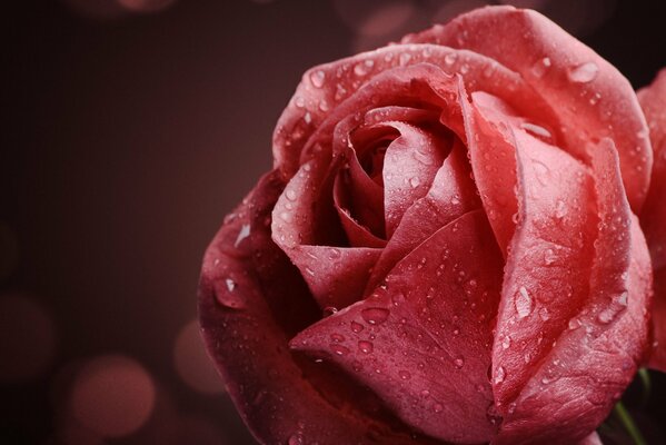 Gotas de rocío en una flor rosa de cerca