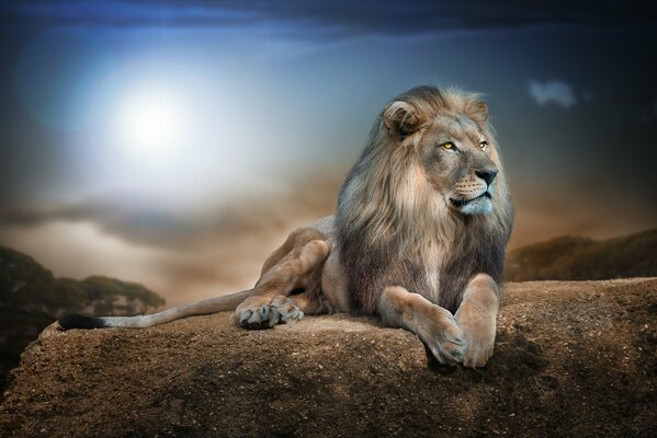 A lion lying on a stone, with a majestic look