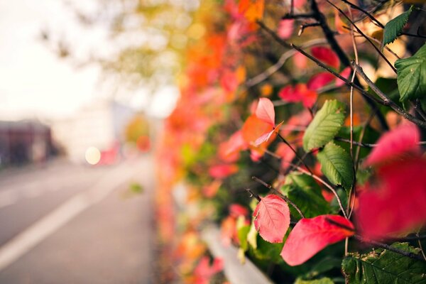 Feuilles roses et rouges bouchent