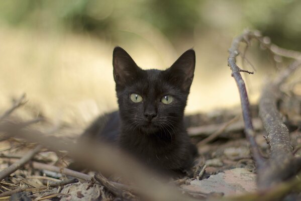 Noir jeune chat assis sur les branches