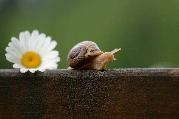 Snail s Journey on a cool morning