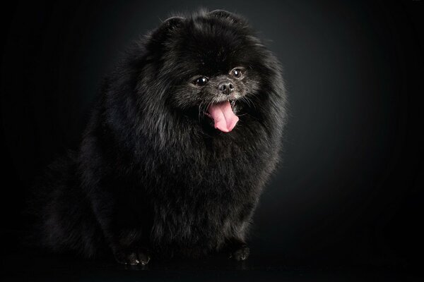 Black fluffy dog on a black background