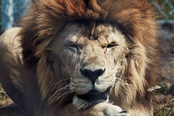 Wild cat, the king of animals in captivity